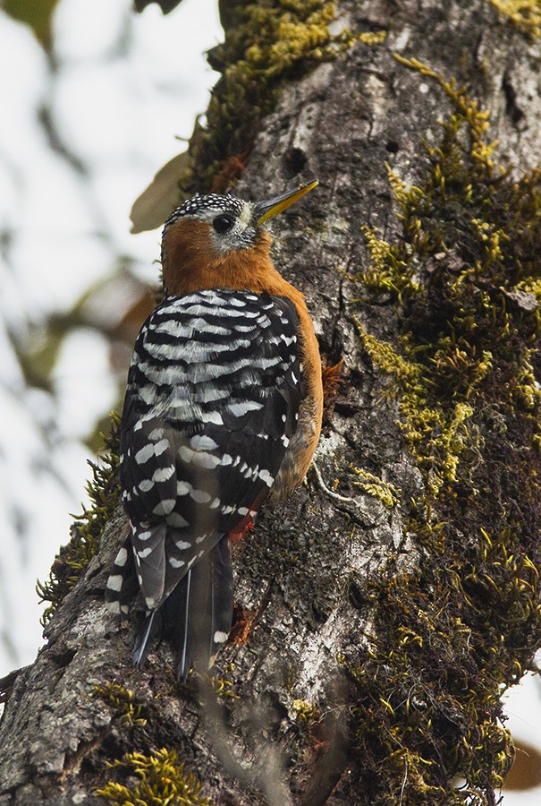 Rufous-bellied Woodpecker - Solomon Sampath Kumar