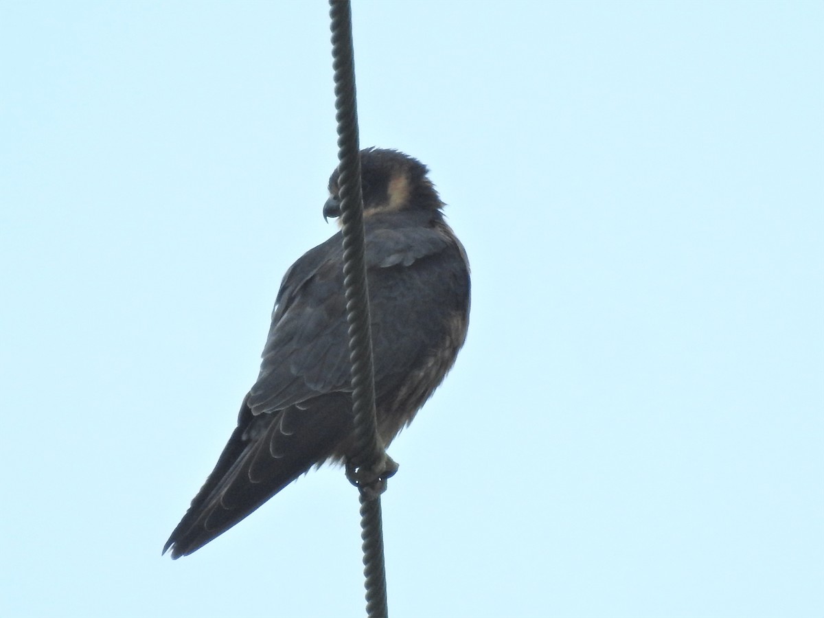 eukalyptusfalk - ML311300241