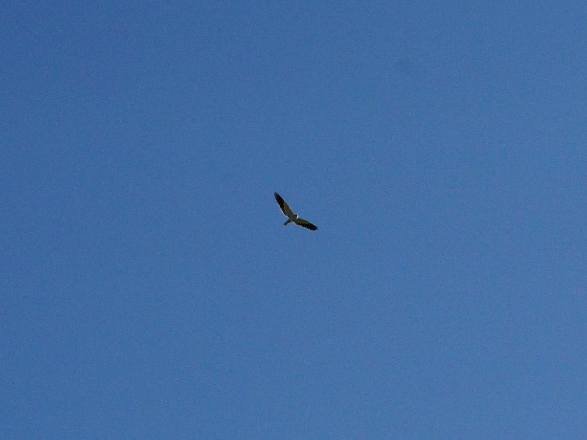 Black-winged Kite - ML311302511
