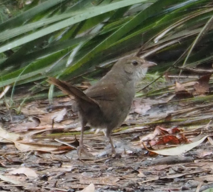 Eastern Bristlebird - ML311302591