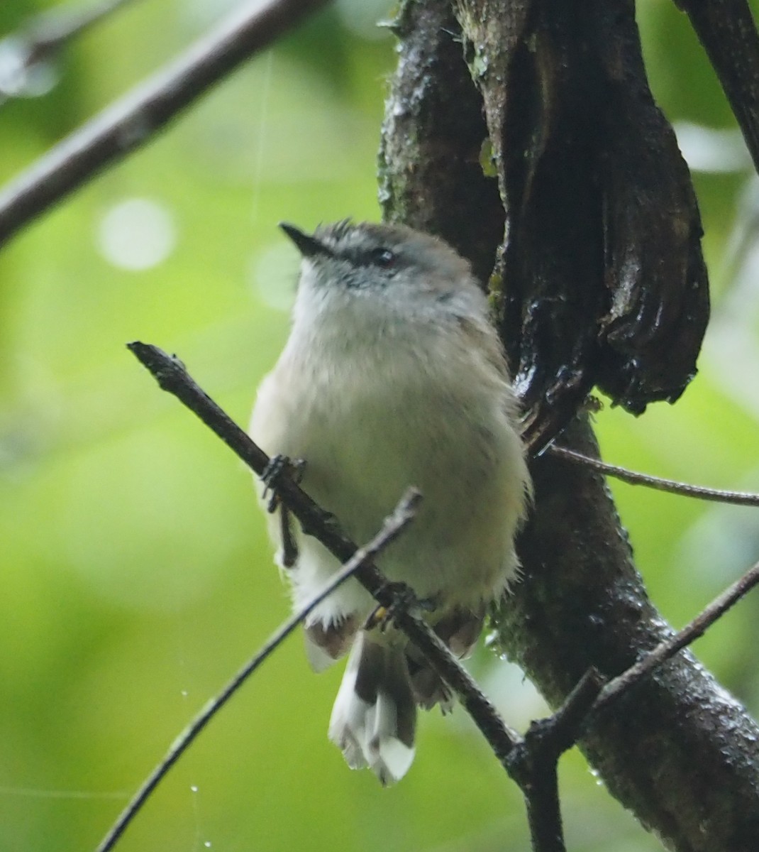 Brown Gerygone - Jenny Donald