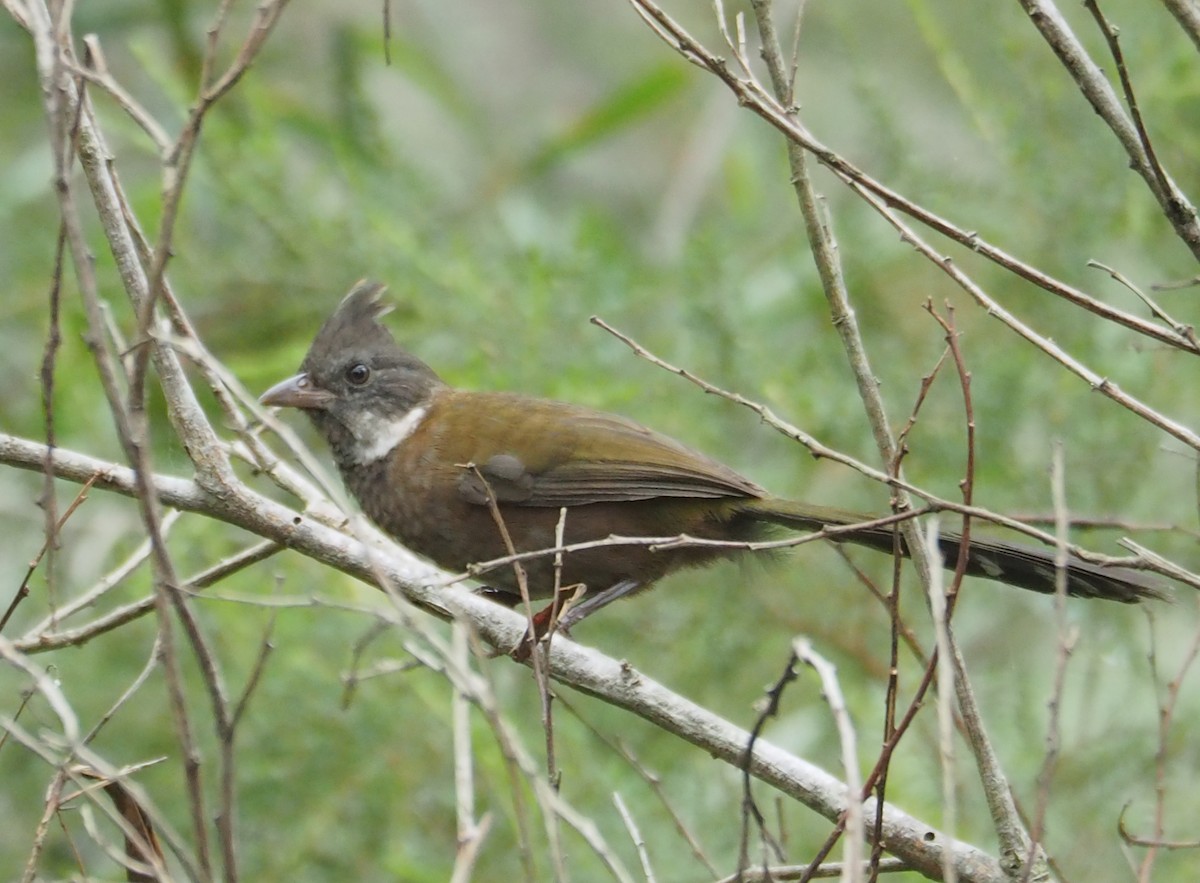 Eastern Whipbird - ML311303201