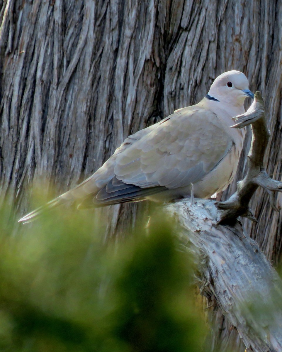 Eurasian Collared-Dove - Patrick O'Driscoll