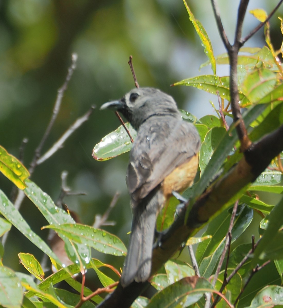 Black-faced Monarch - ML311303301