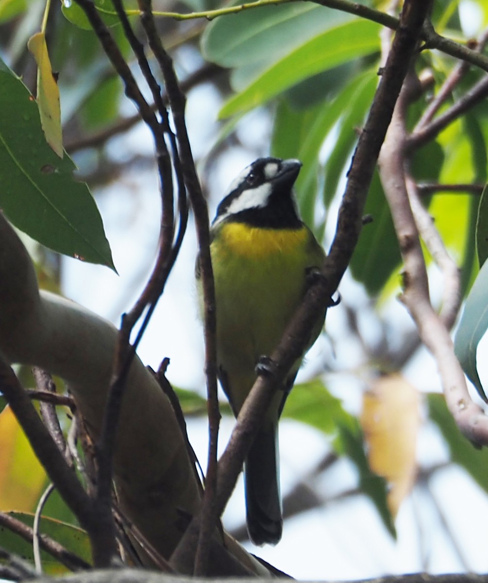 Eastern Shrike-tit - Jenny Donald