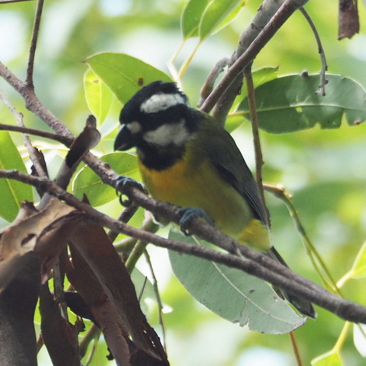 Falconelle à casque - ML311303581