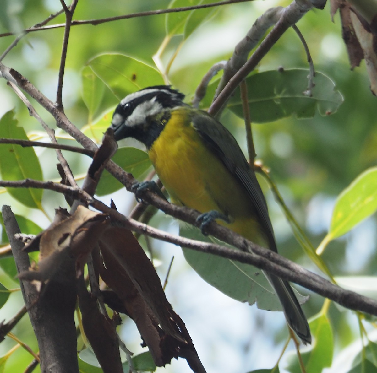 Eastern Shrike-tit - ML311303671