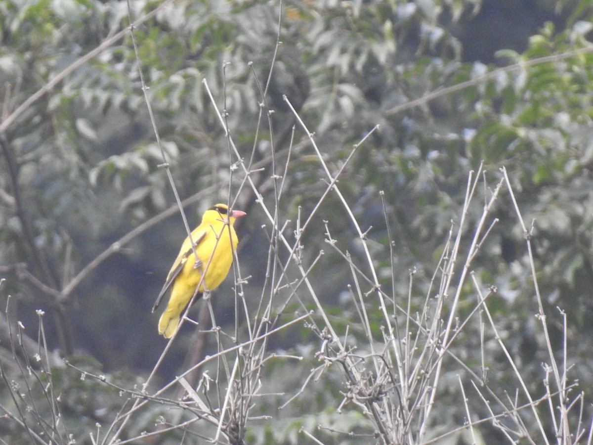 Black-naped Oriole - KARTHIKEYAN R