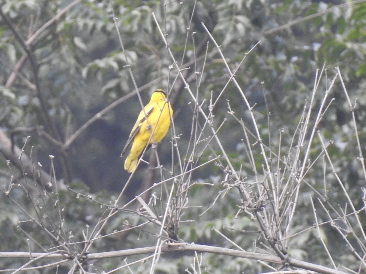 Black-naped Oriole - ML311308331