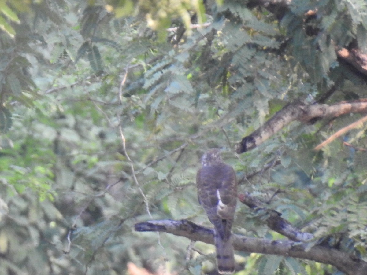 tanımsız Accipiter sp. - ML311309811