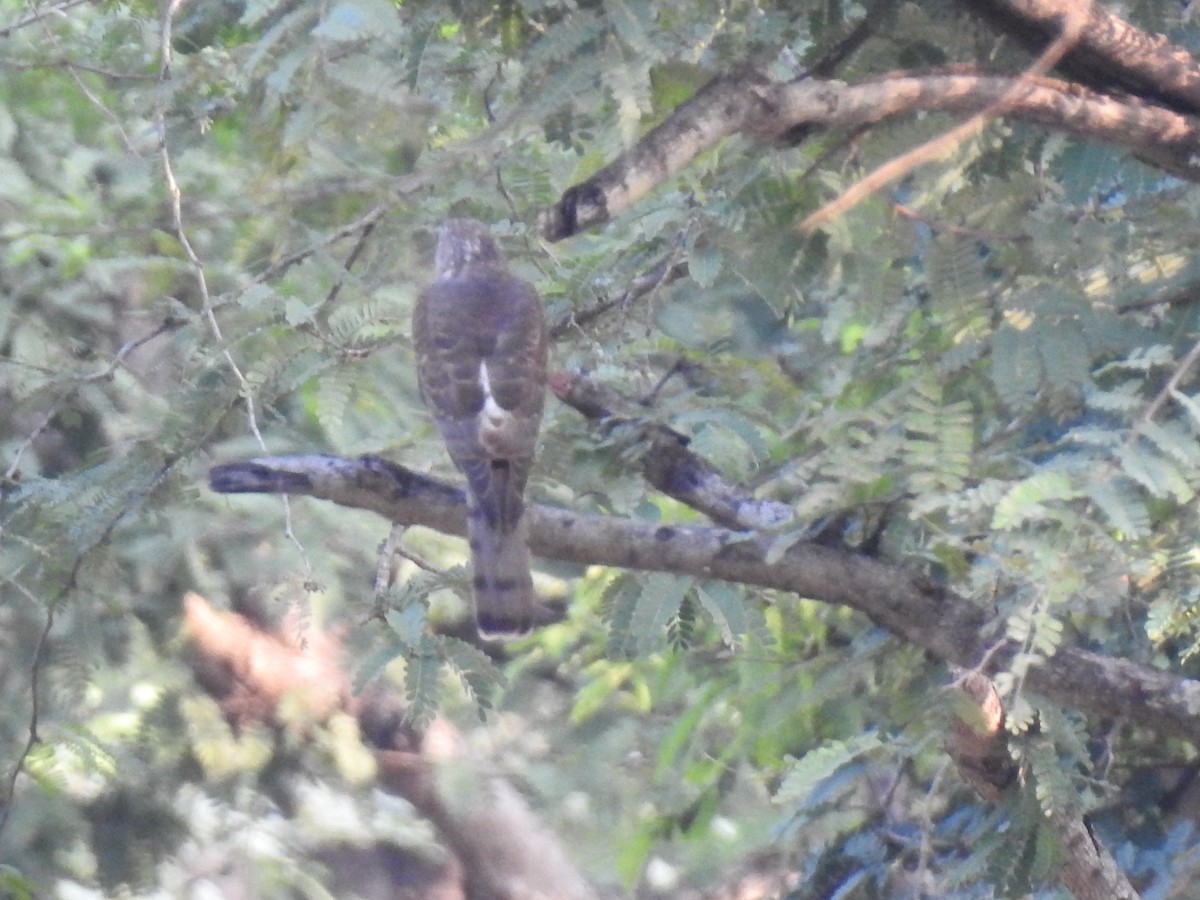 tanımsız Accipiter sp. - ML311309821