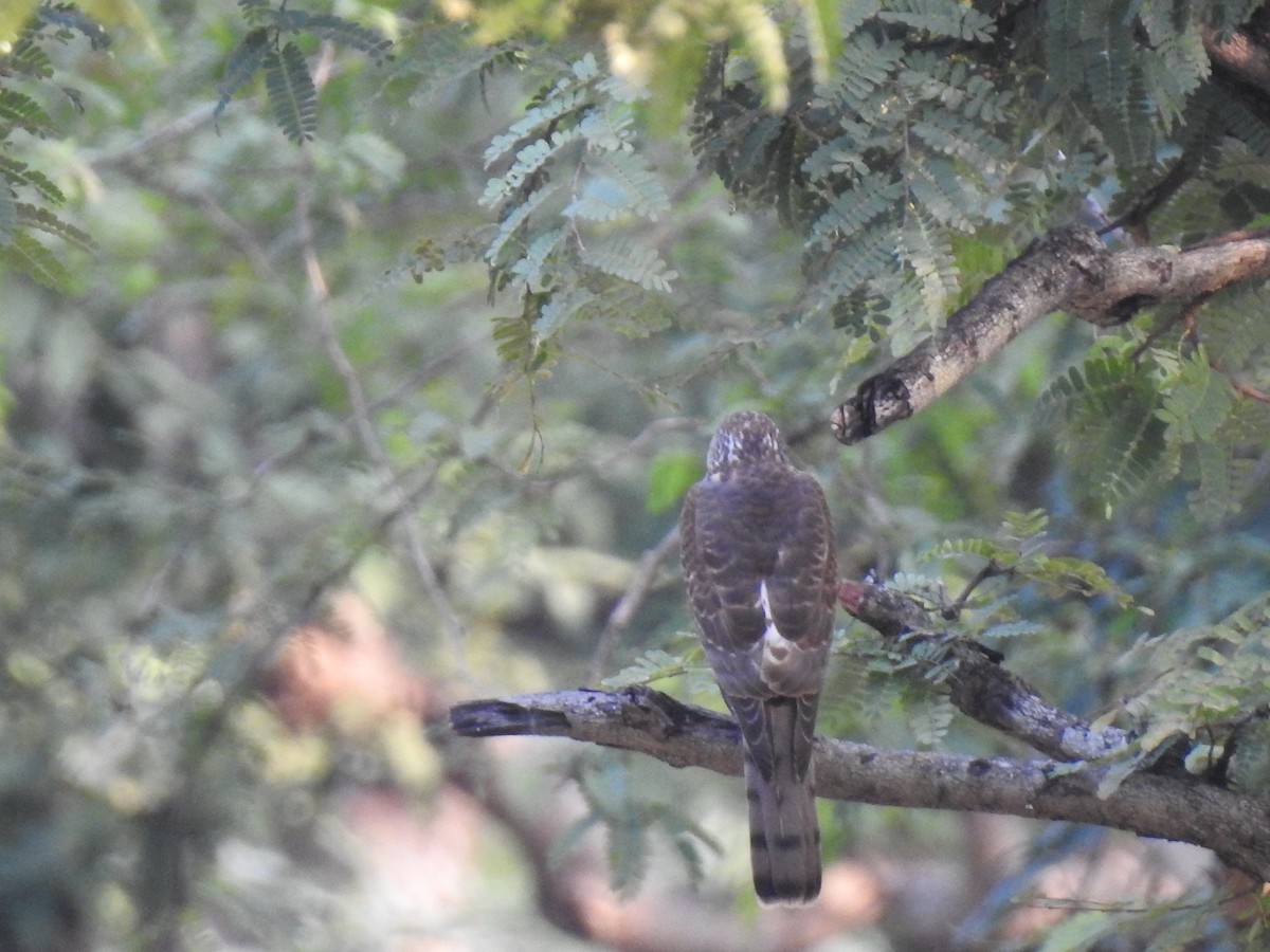 tanımsız Accipiter sp. - ML311309831