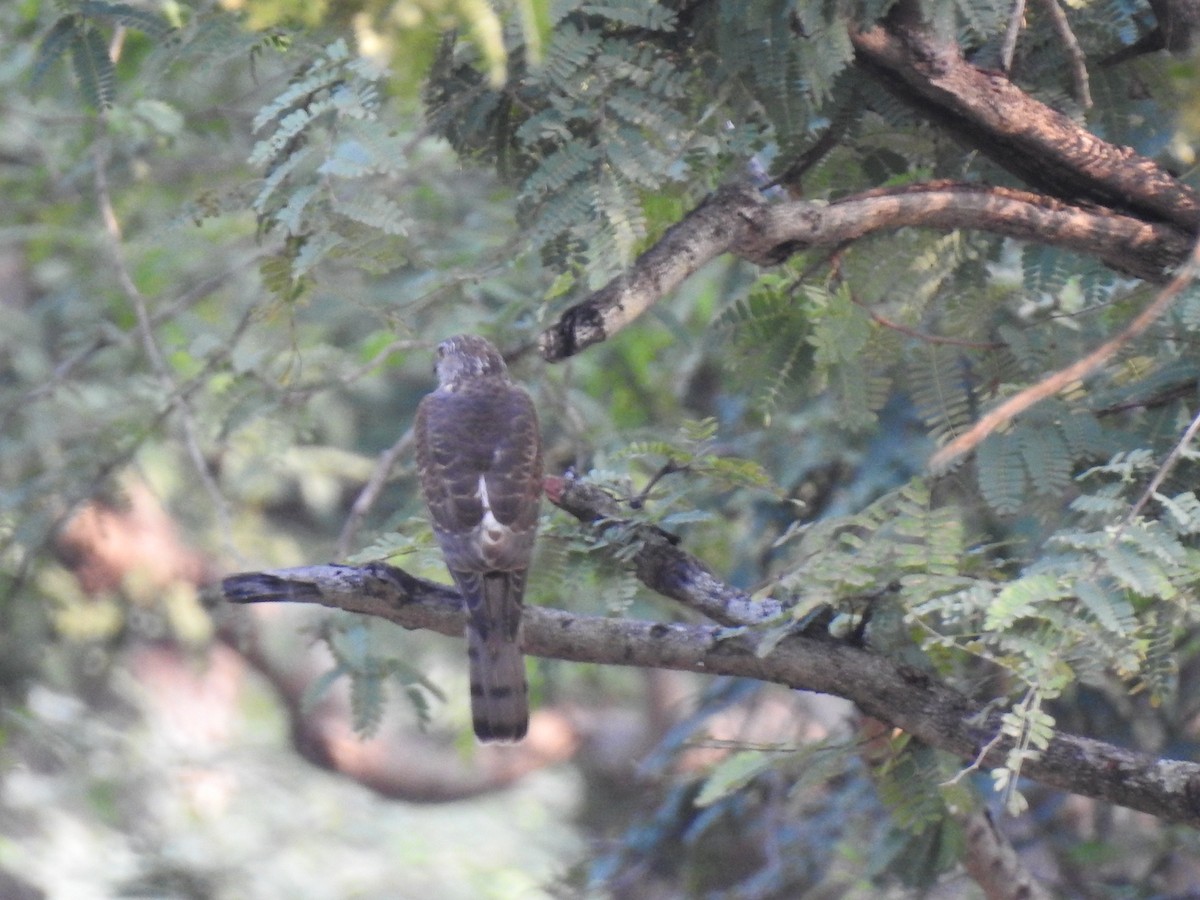 tanımsız Accipiter sp. - ML311309851