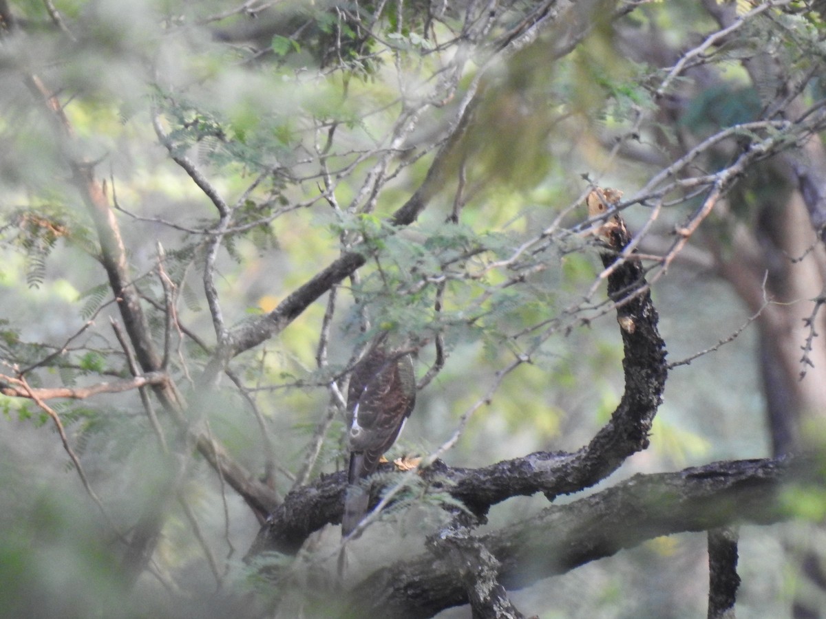 tanımsız Accipiter sp. - ML311309911