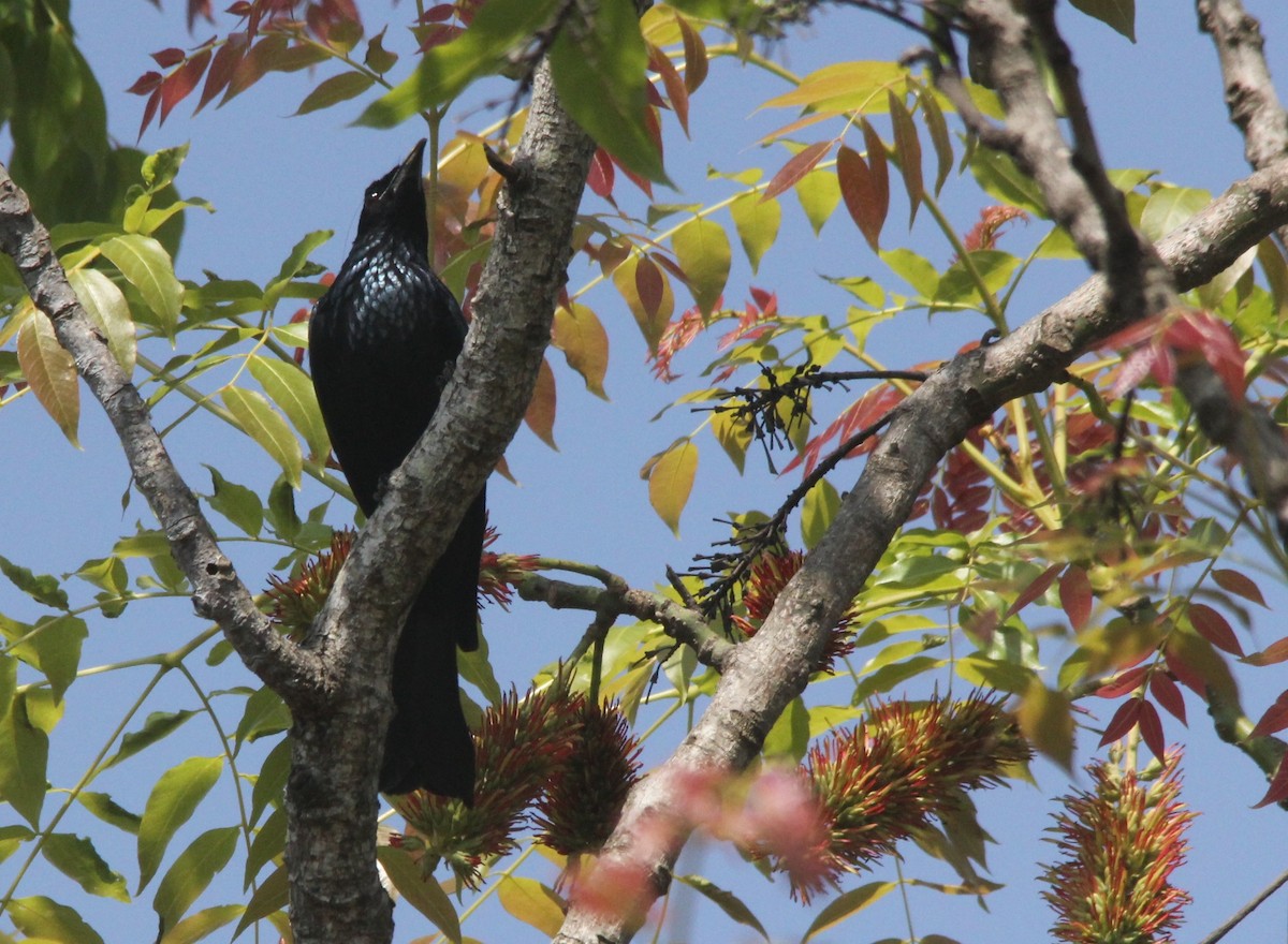 Hair-crested Drongo - ML311310991