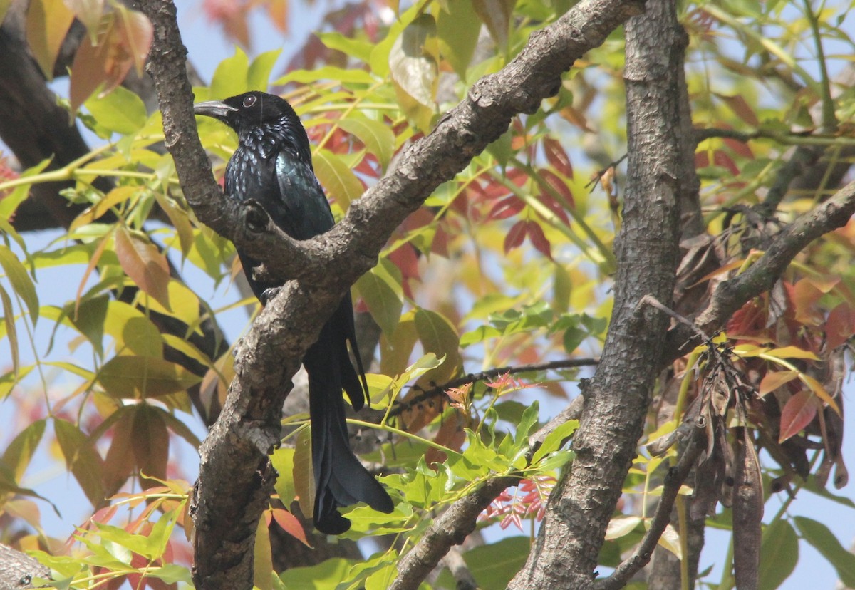 Hair-crested Drongo - ML311311001