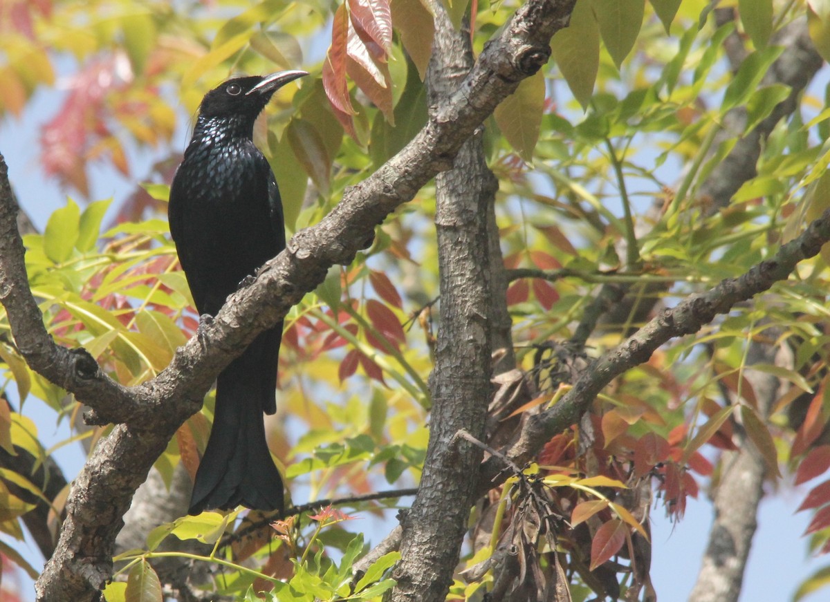 Hair-crested Drongo - ML311311021