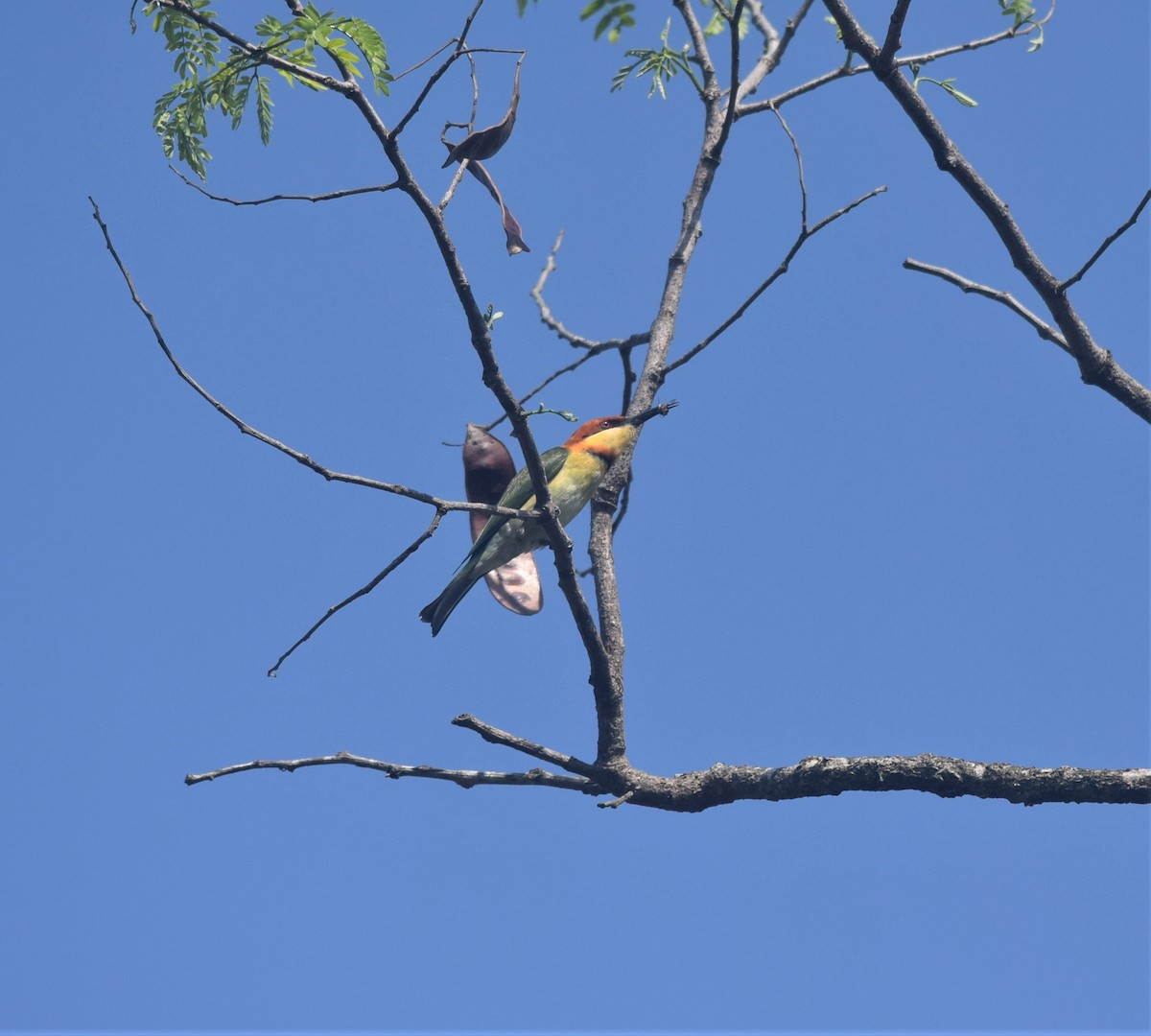 Chestnut-headed Bee-eater - ML311312641