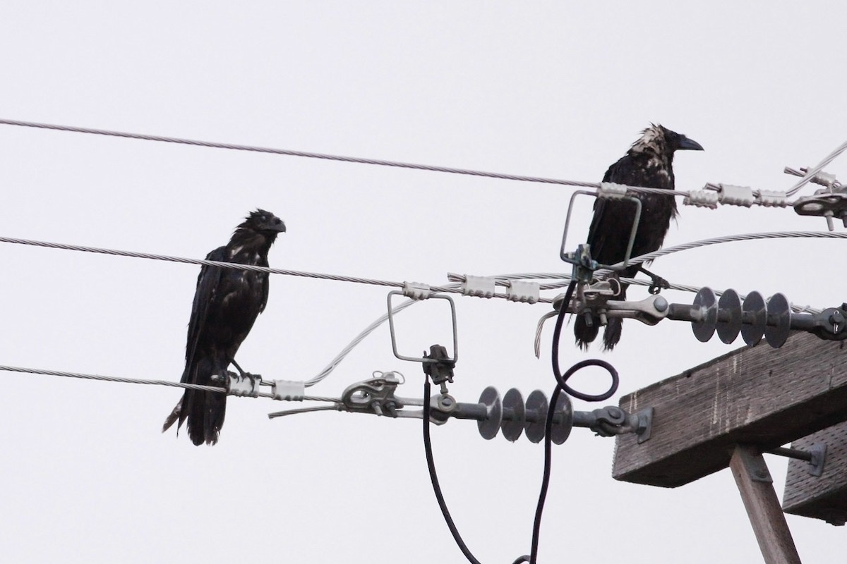 Chihuahuan Raven - ML311312741