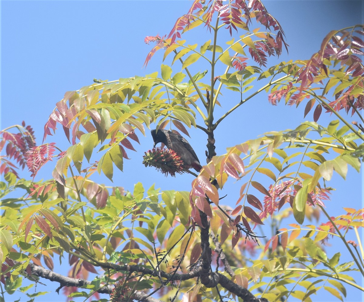 Red-vented Bulbul - ML311312841