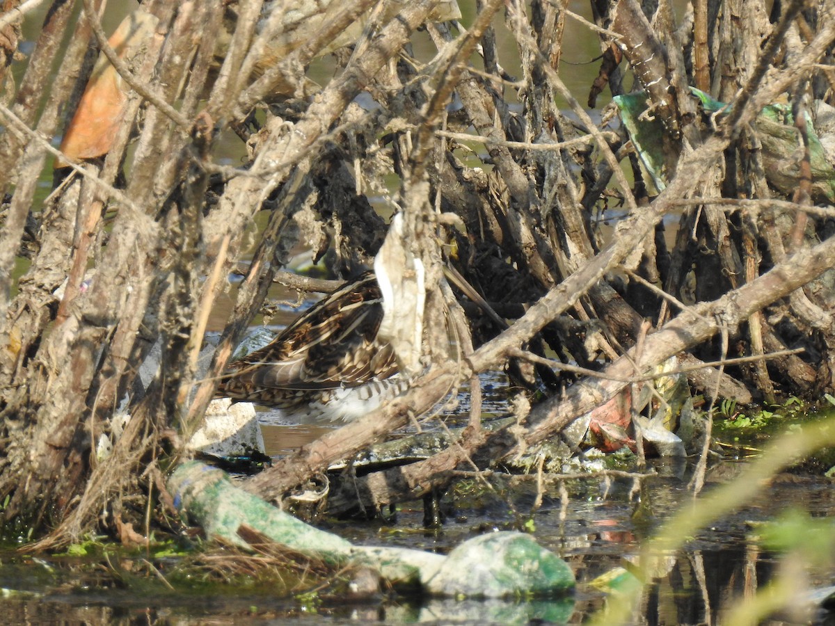 Gallinago sp. - ML311314841