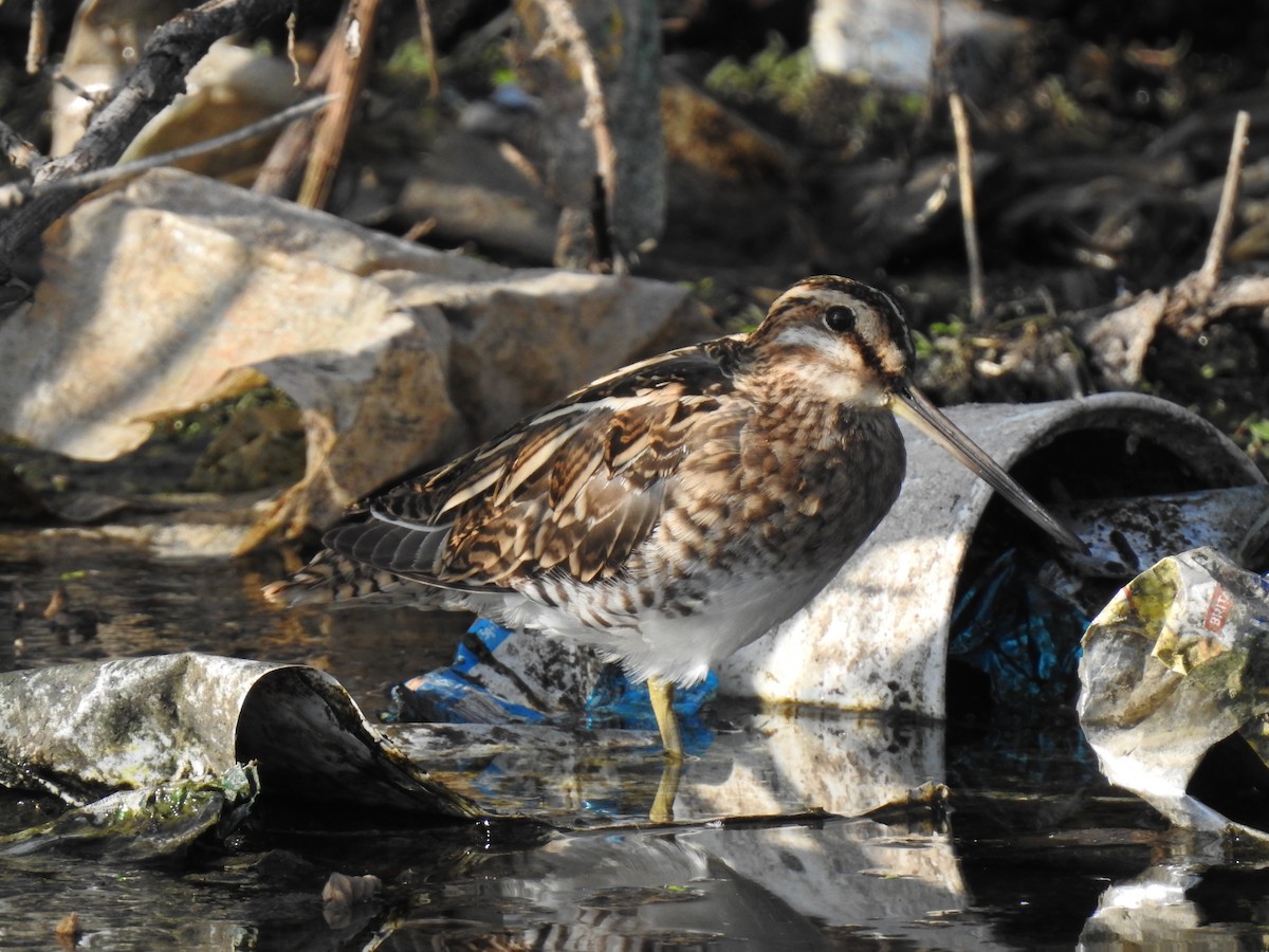 snipe sp. - KARTHIKEYAN R