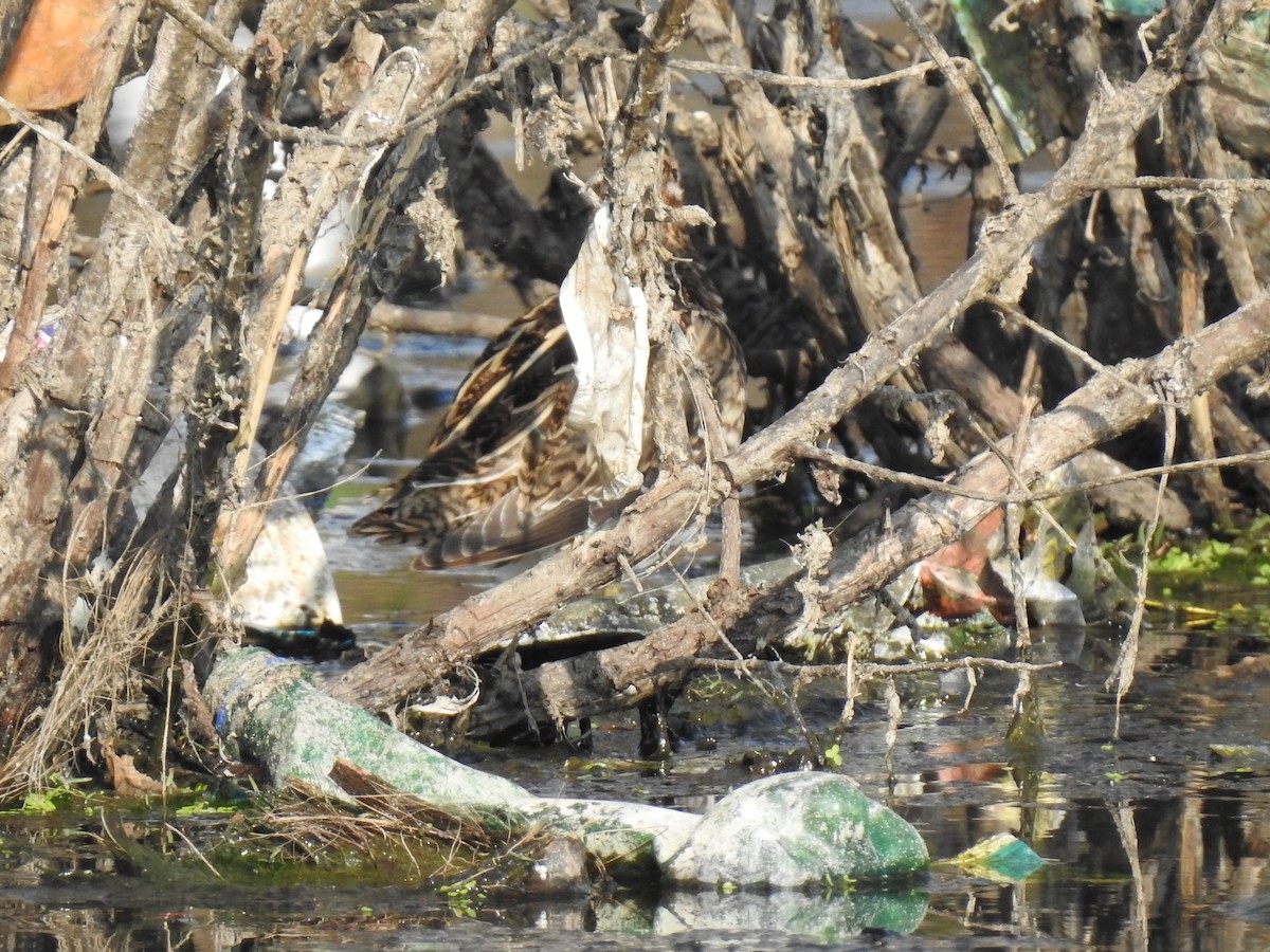 snipe sp. - ML311314871