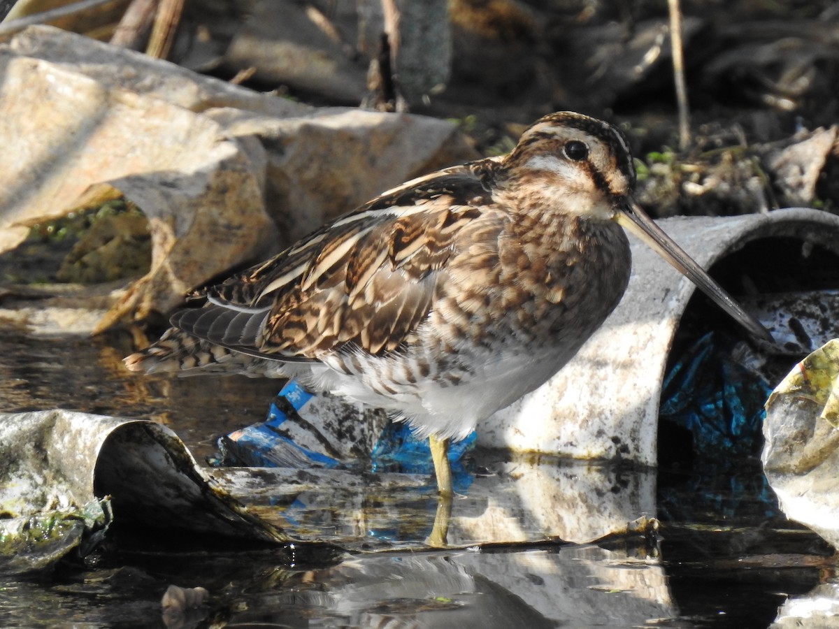 Gallinago sp. - ML311314921