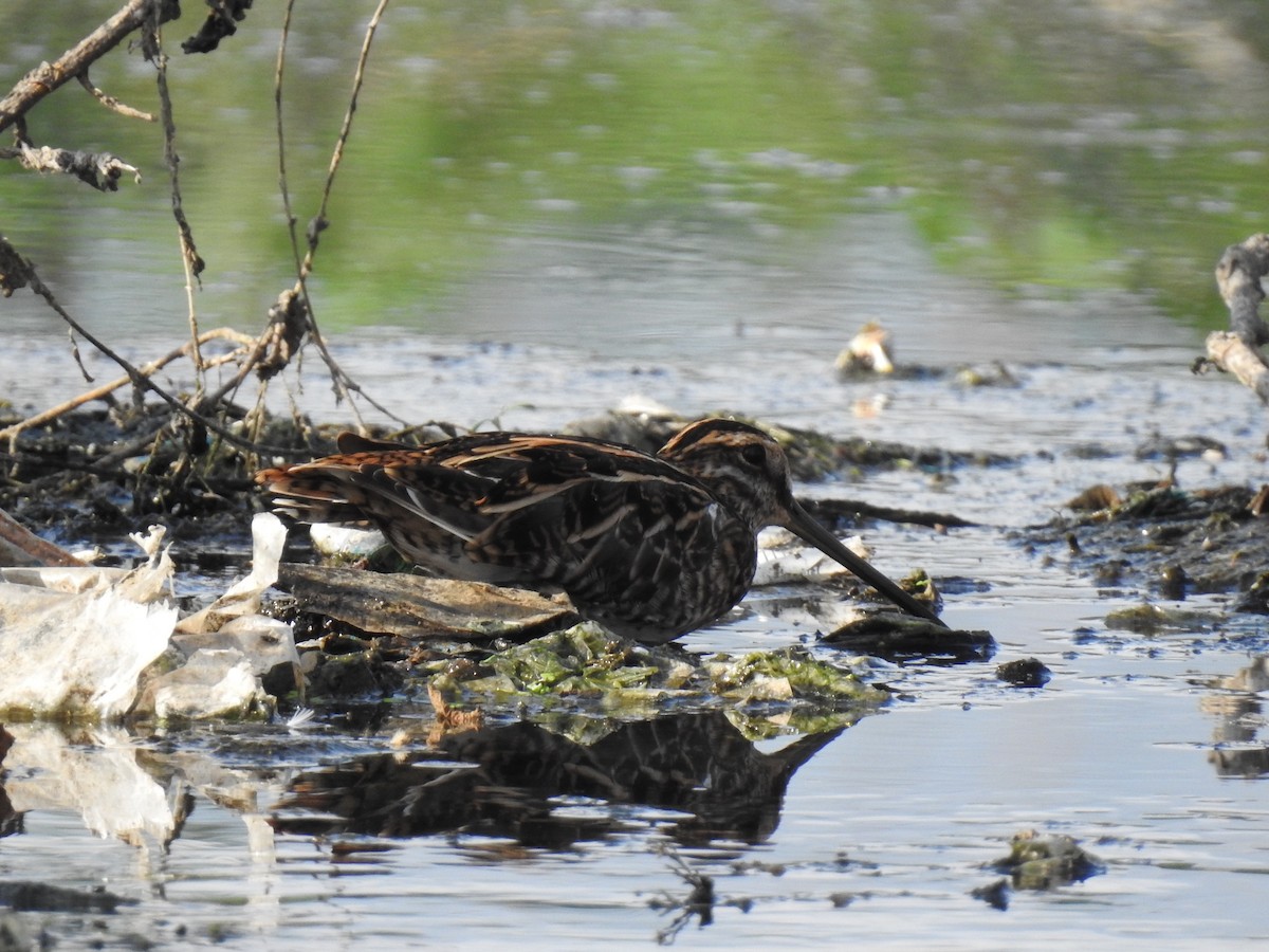 ub. bekkasin (Gallinago sp.) - ML311314931