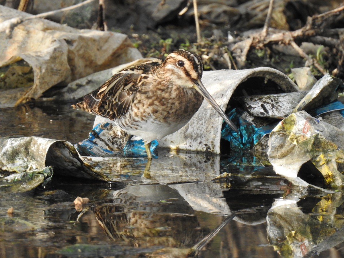 Gallinago sp. - ML311314951