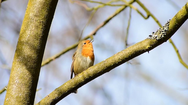 European Robin - ML311315161