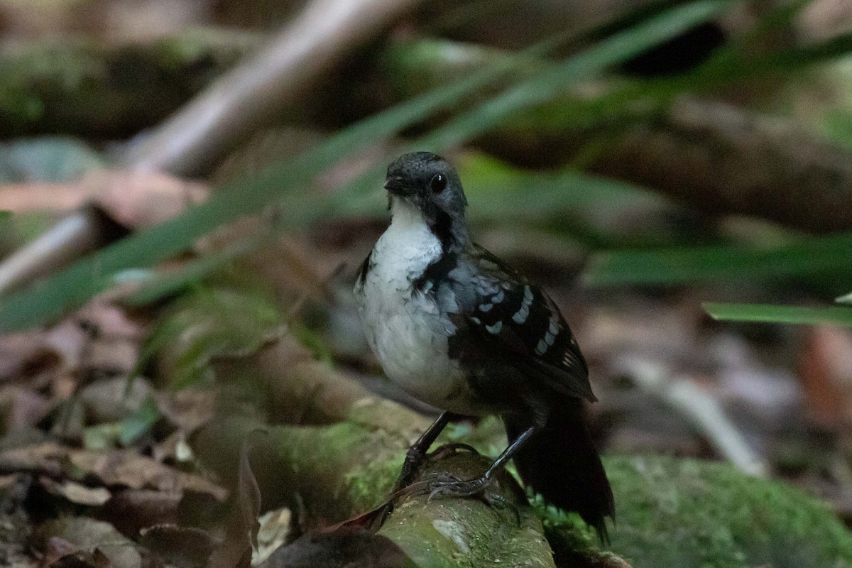 Australian Logrunner - ML311315391