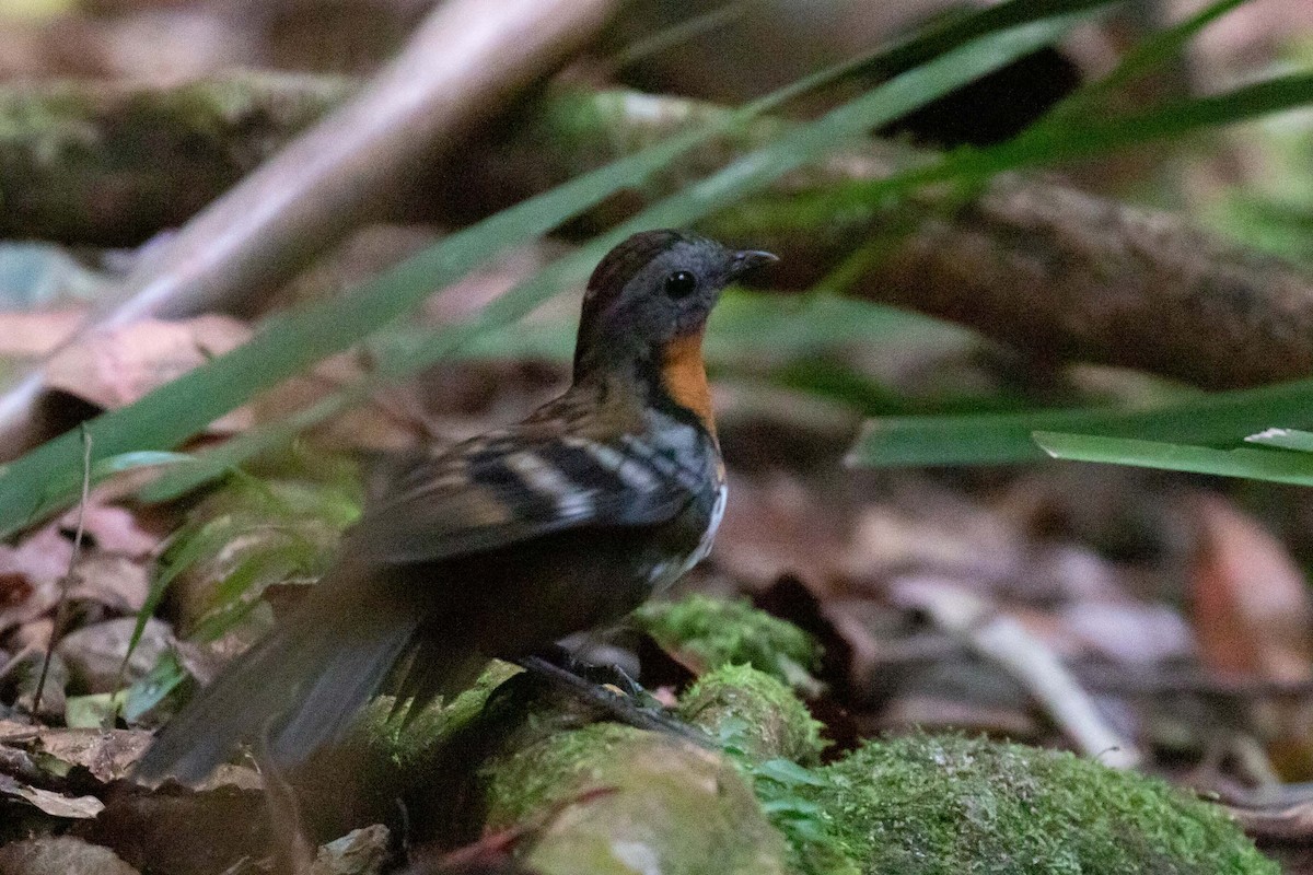 Australian Logrunner - ML311315401