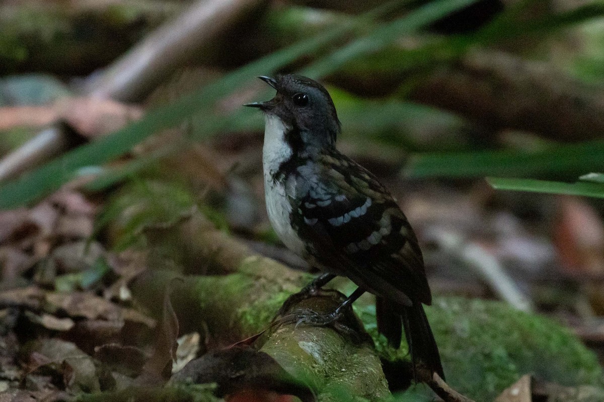 Australian Logrunner - ML311315431