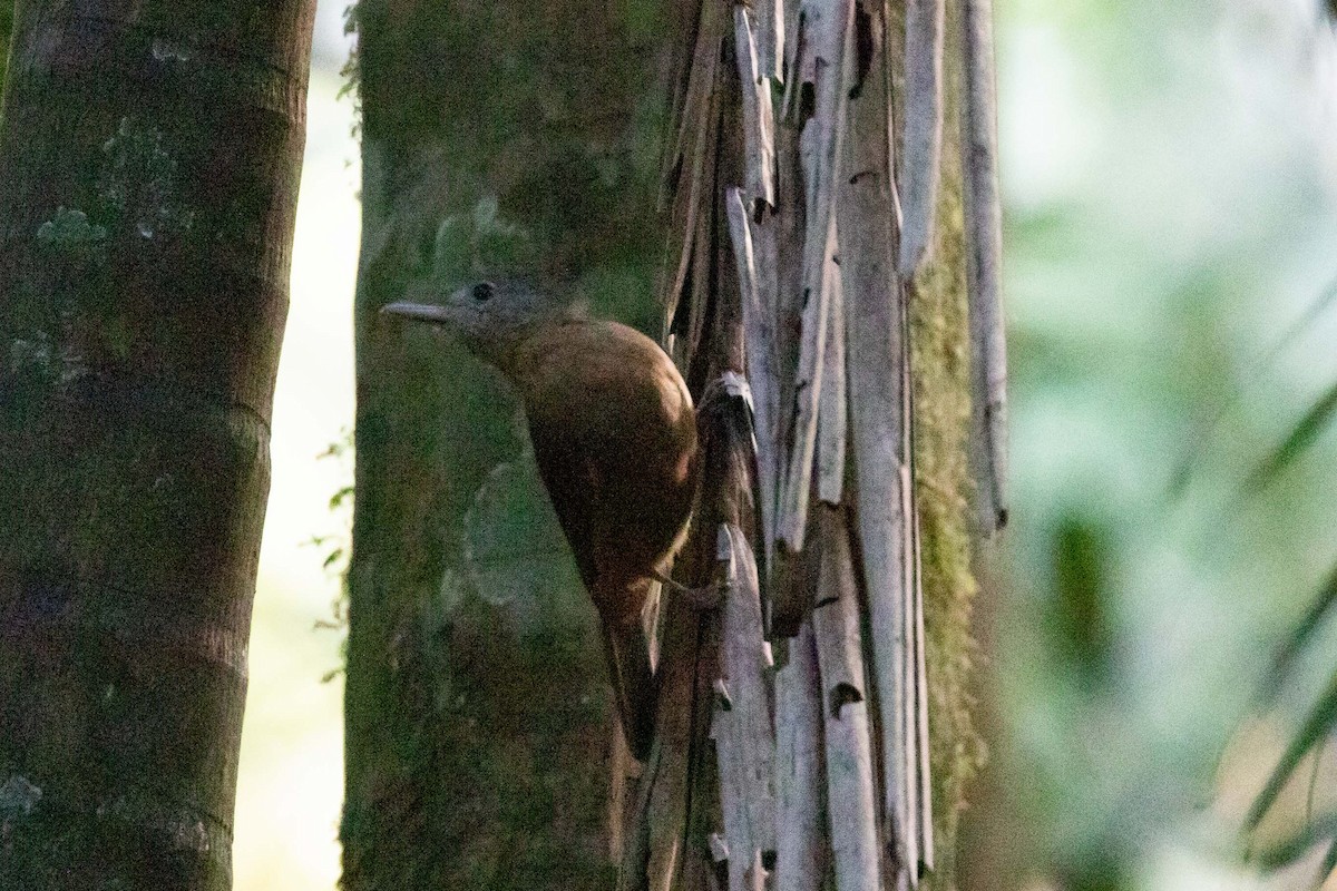 Rufous Shrikethrush - ML311315451