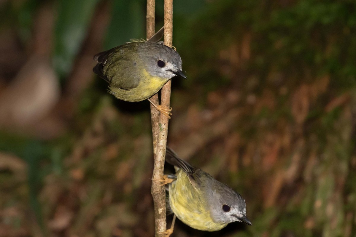 Pale-yellow Robin - ML311315501