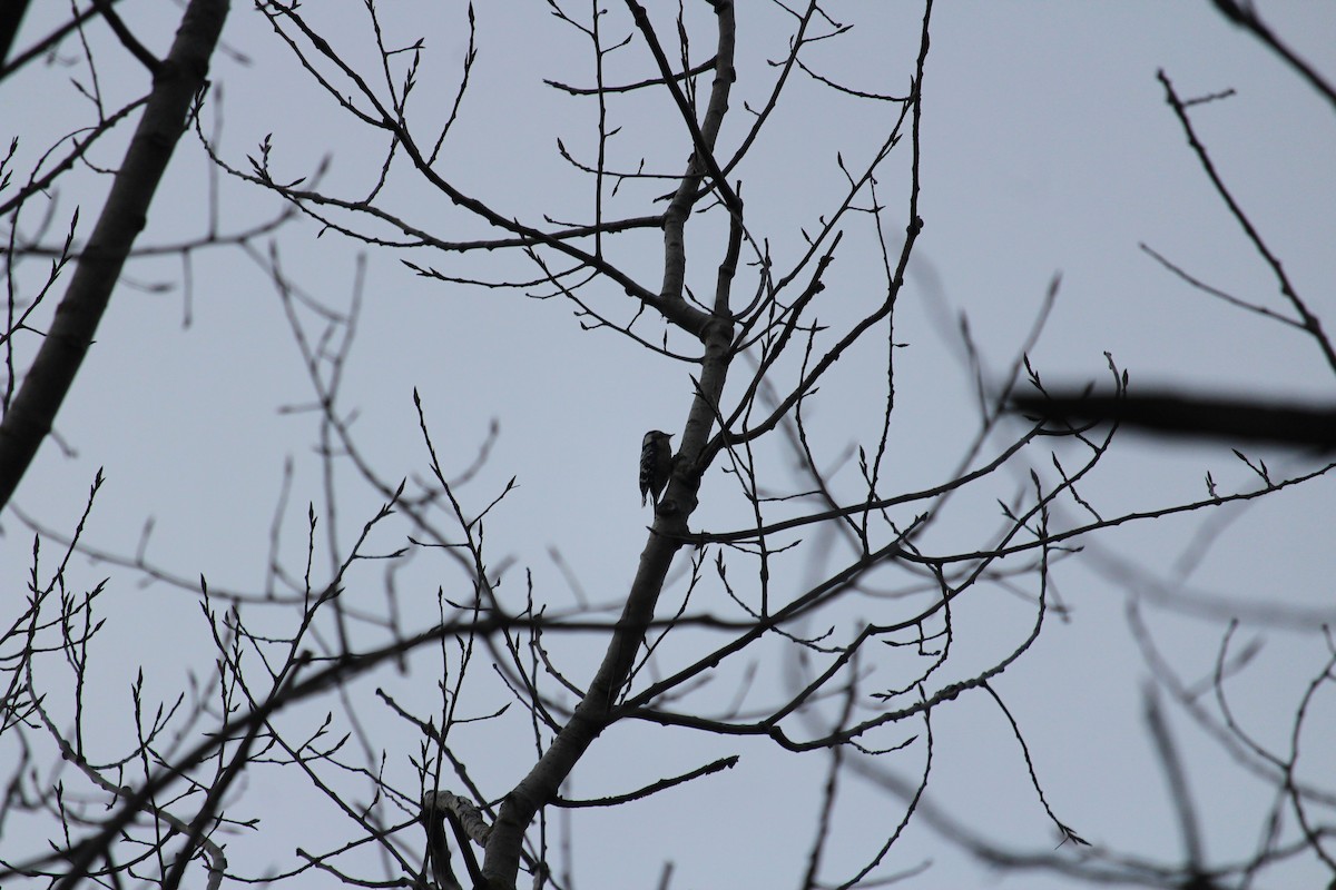 Lesser Spotted Woodpecker - ML311316631