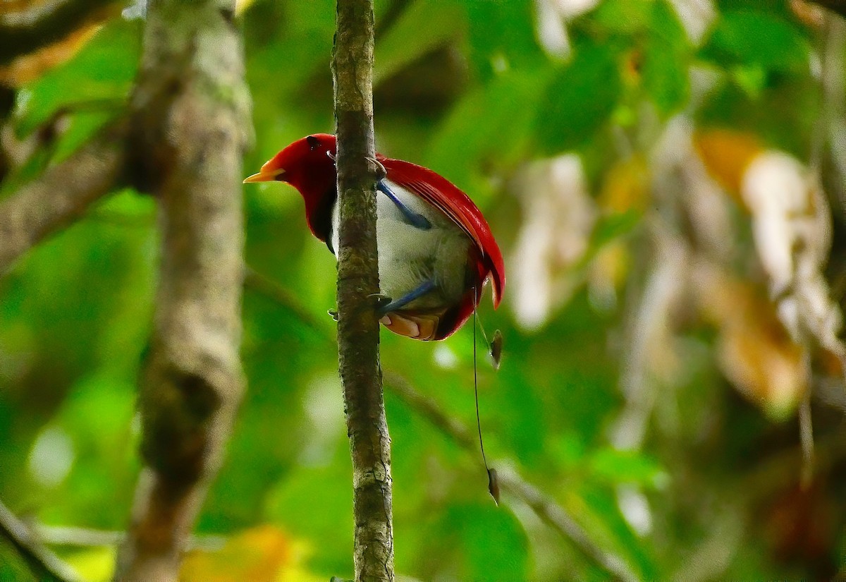 King Bird-of-Paradise - ML311316691