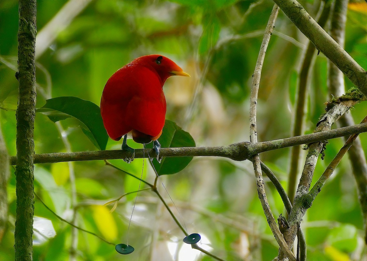 King Bird-of-Paradise - ML311316721