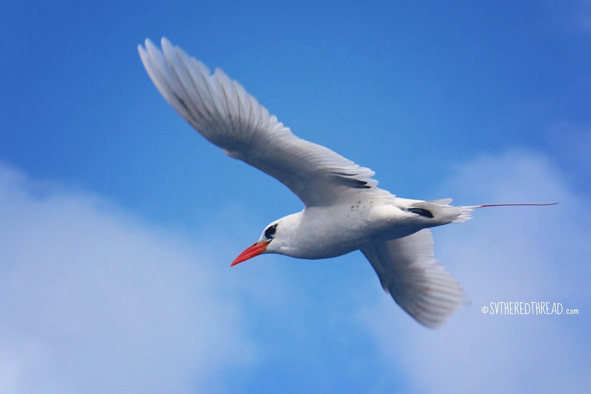 Red-tailed Tropicbird - ML31131711