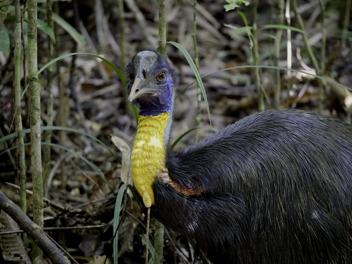 Northern Cassowary - ML311318371