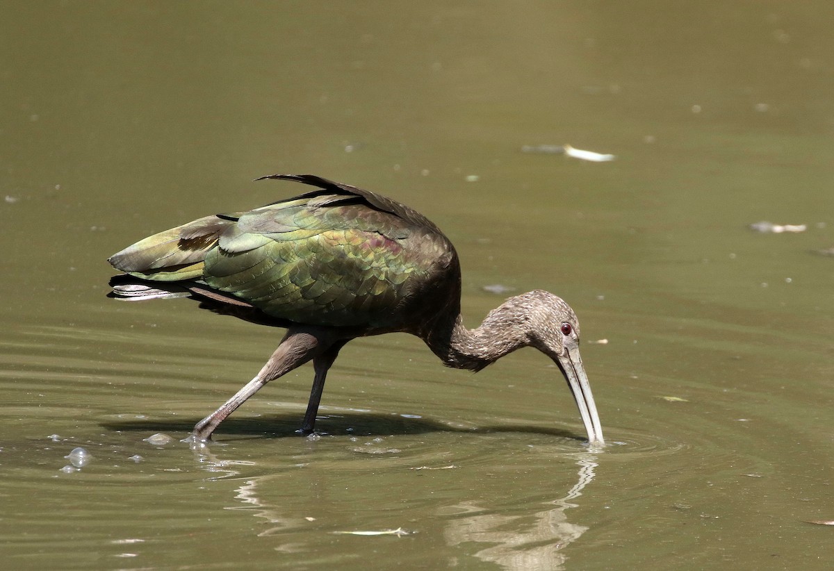 White-faced Ibis - ML31131991