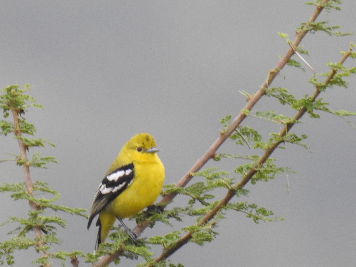 White-tailed Iora - ML311320451