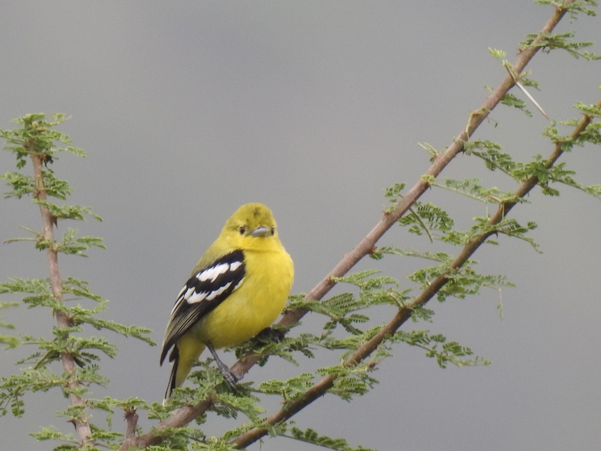 White-tailed Iora - ML311320461