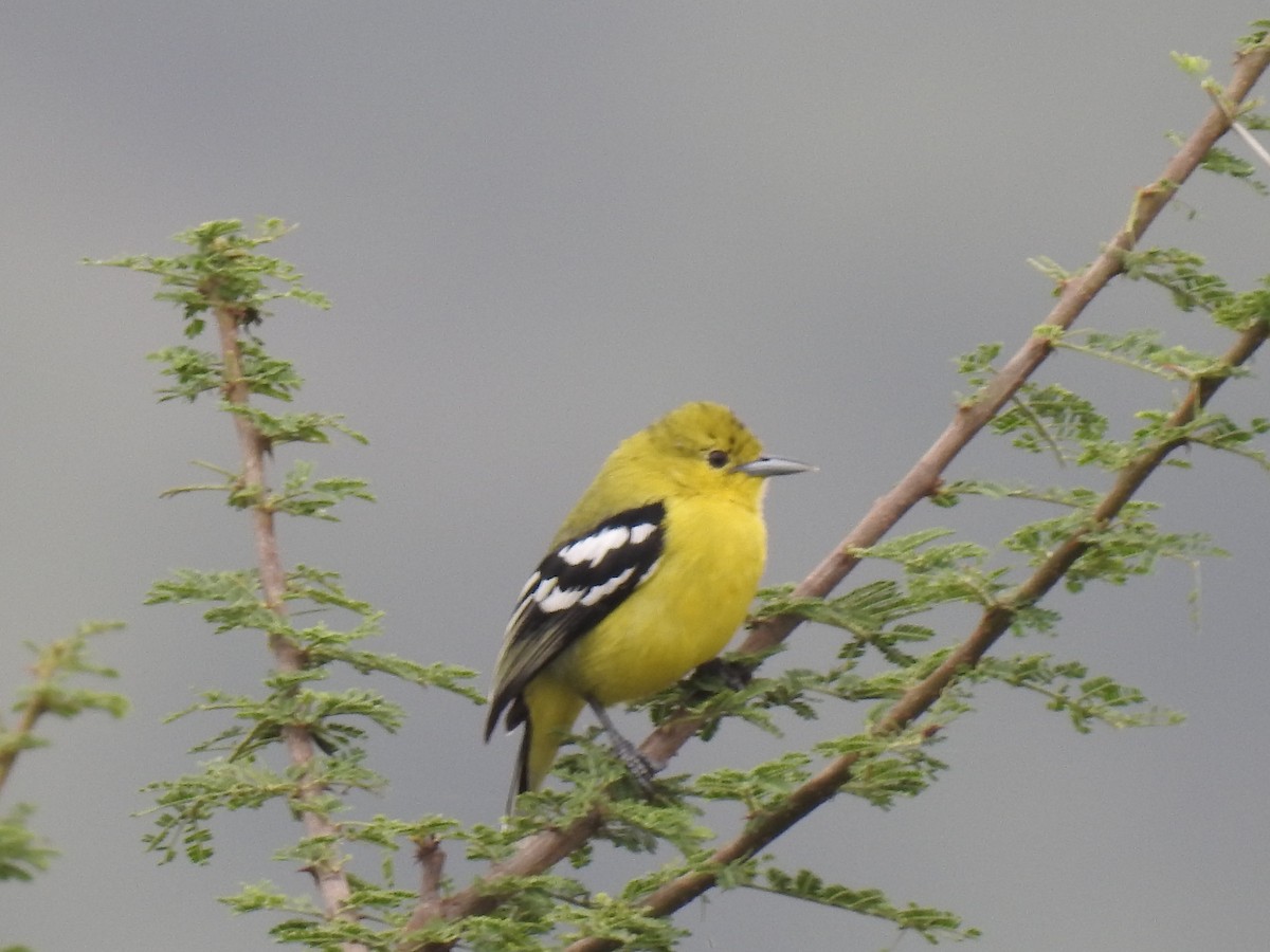 White-tailed Iora - KARTHIKEYAN R