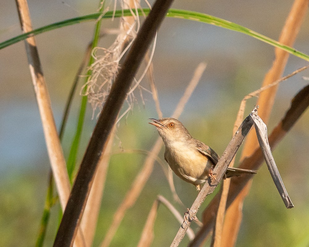Plain Prinia - ML311320571