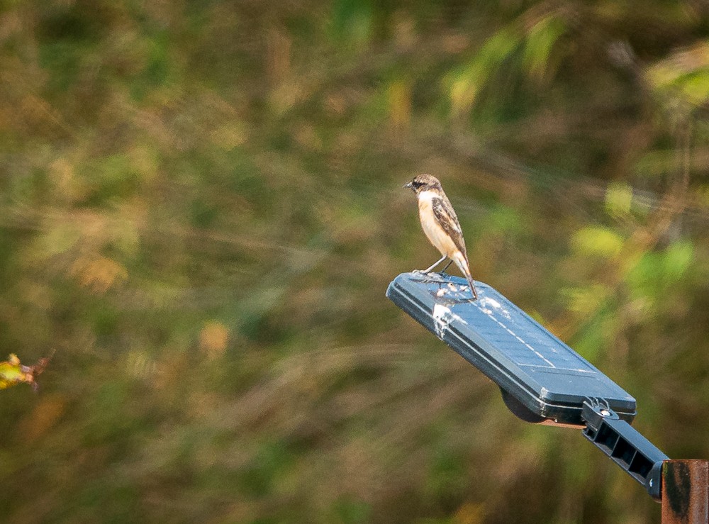 Amur Stonechat - ML311320581