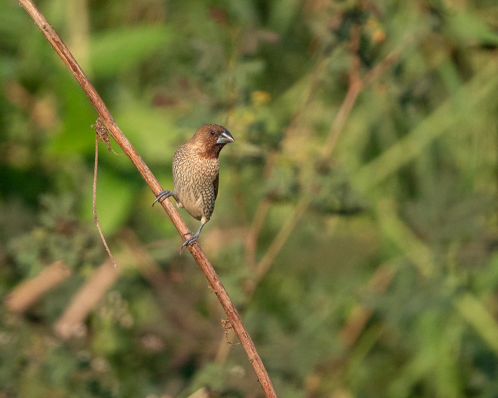 Scaly-breasted Munia - ML311320591