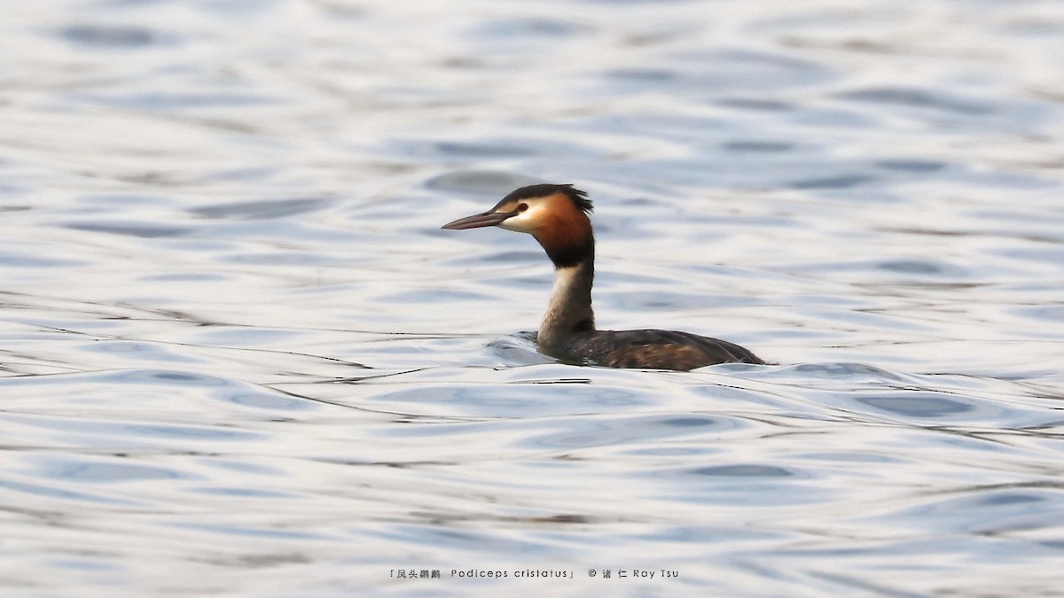 Great Crested Grebe - ML311320641
