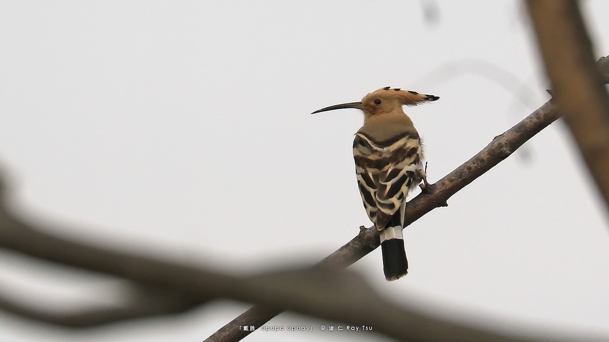 Eurasian Hoopoe - ML311320661